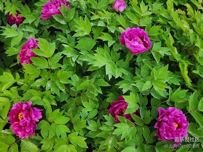 【嫩芽與春花】春花秋月何其美