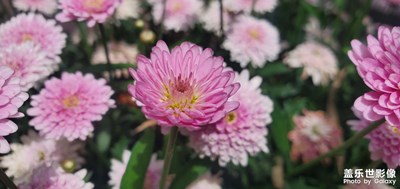 雛菊？