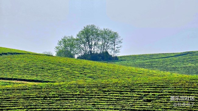 【初夏味道】+美麗的羊艾茶場