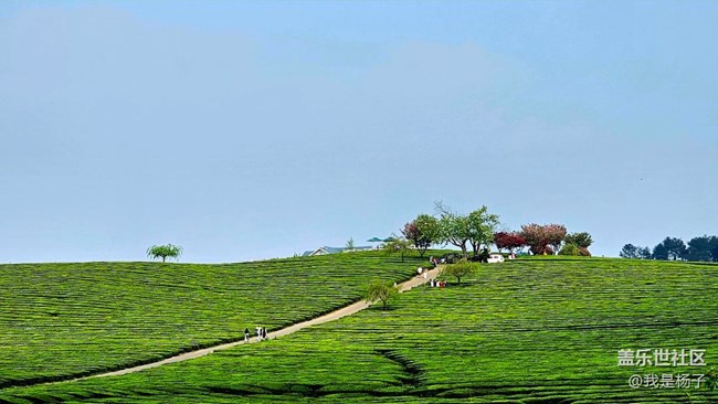 【初夏味道】+美麗的羊艾茶場
