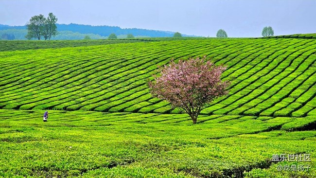 【初夏味道】+美麗的羊艾茶場