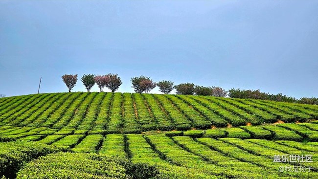 【初夏味道】+美麗的羊艾茶場