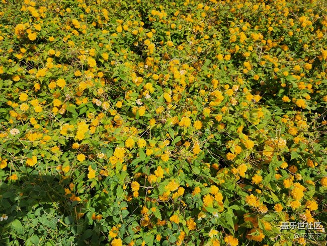 【最美四月天】帝都最美四月天