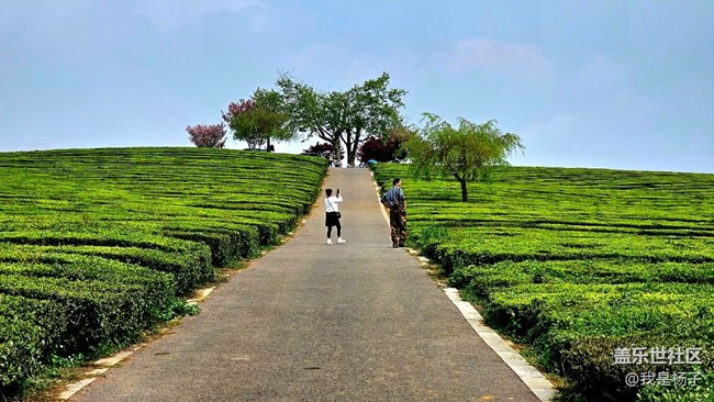 【初夏味道】+美麗的羊艾茶場