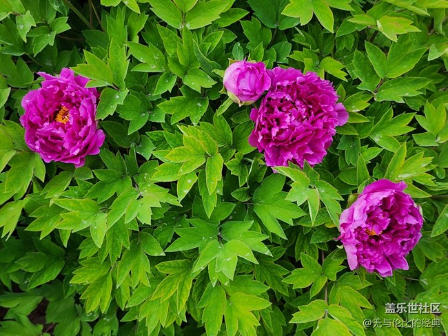 【嫩芽與春花】春花秋月何其美