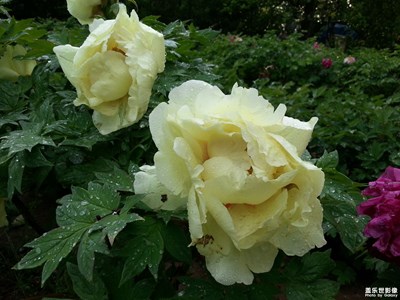 【四月物語】雨后牡丹