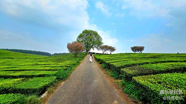 【初夏味道】+美麗的羊艾茶場