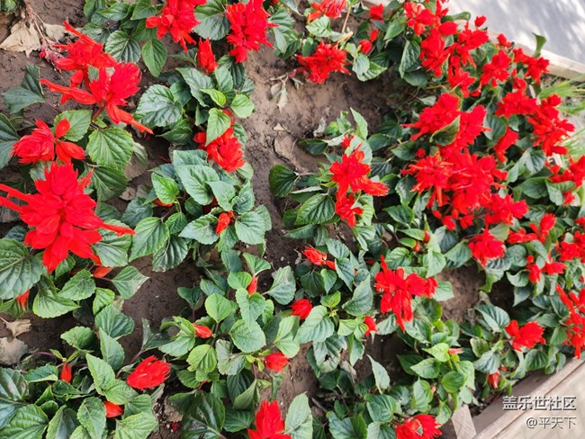 【最美四月天】帝都最美四月天