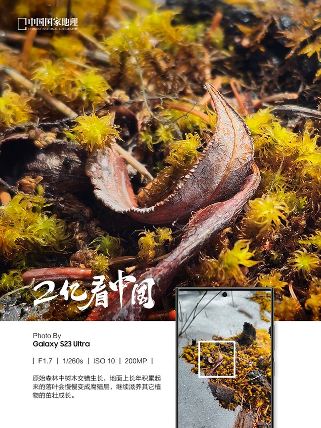 看見不一樣的原始森林