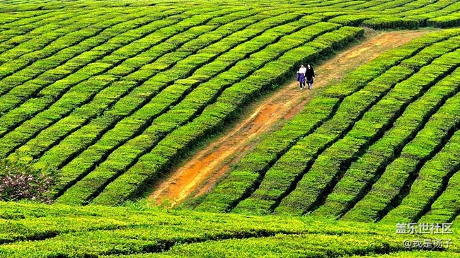 【初夏味道】+美麗的羊艾茶場
