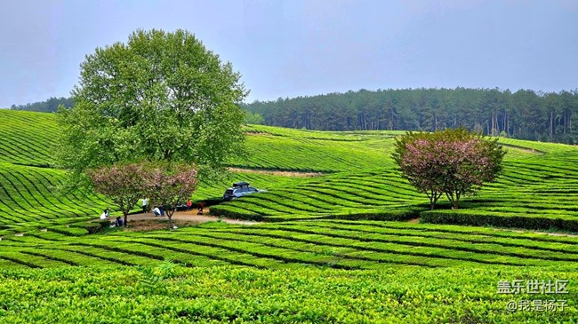 【初夏味道】+美麗的羊艾茶場