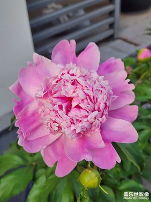 春天來了，花兒開了