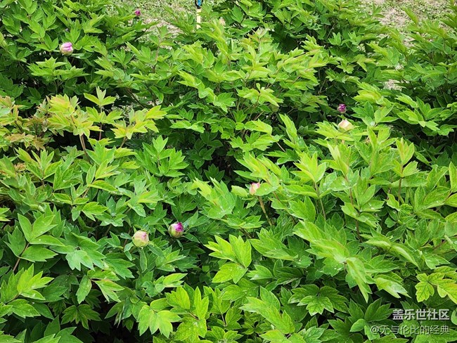 【嫩芽與春花】春花秋月何其美