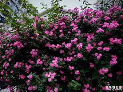 路邊萬花開