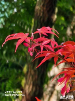 春天的紅葉