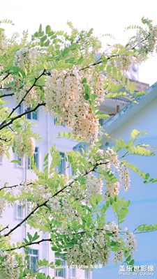 槐花飄香