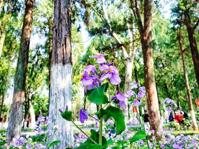 【相約春天】+踏春日