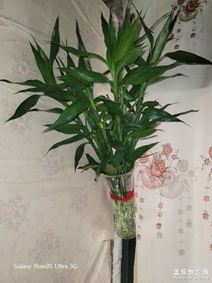 富貴竹