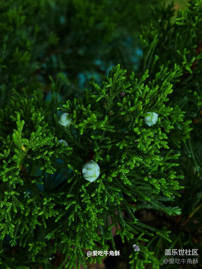 【初夏味道】夏天的味道