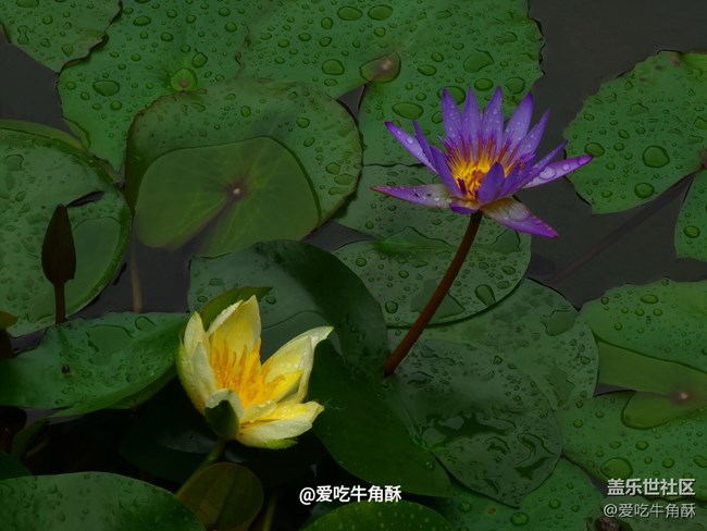 【初夏味道】夏天的味道