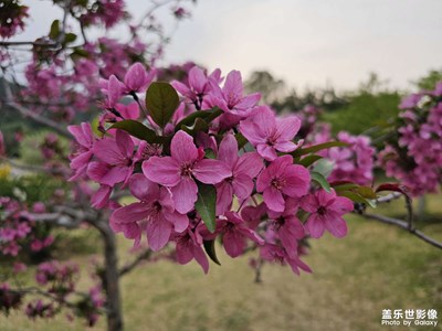 京城四月，鮮花盛開(kāi)