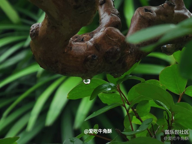 【初夏味道】夏天的味道