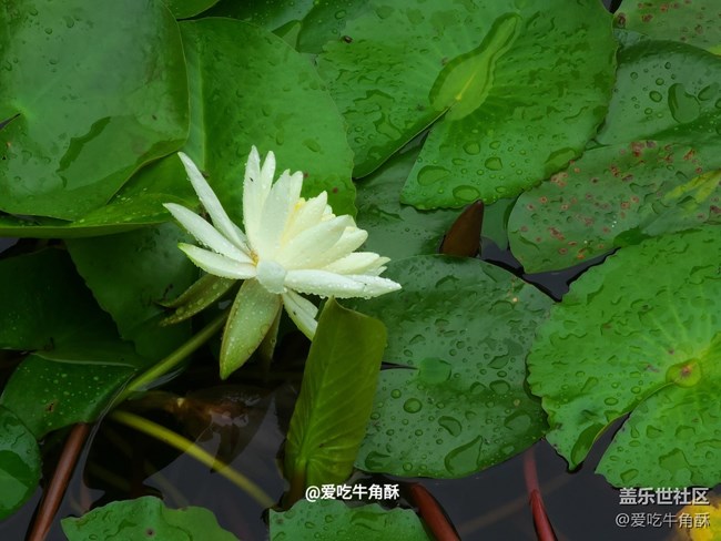 【初夏味道】夏天的味道