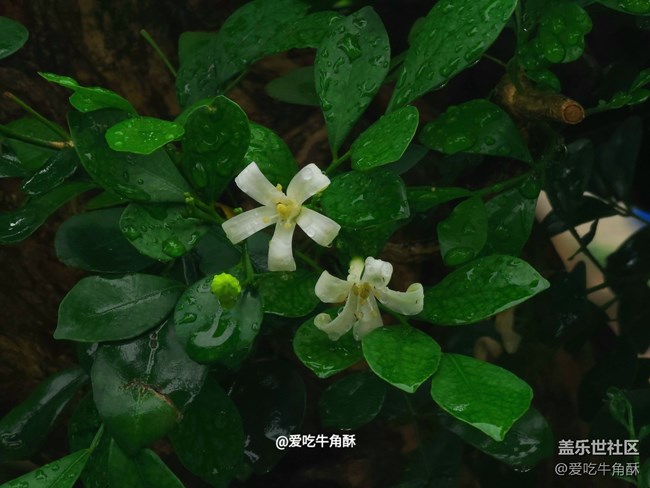 【初夏味道】夏天的味道