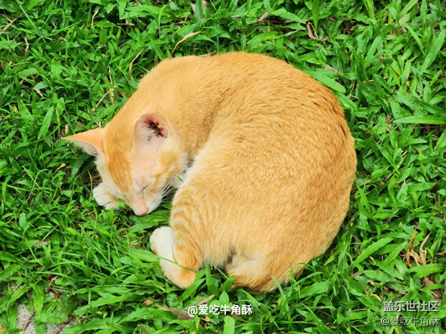【嫩芽與春花】公園小景