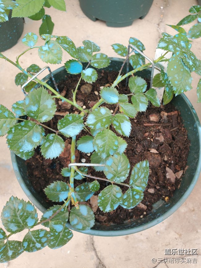 【嫩芽與春花】春天的嫩芽