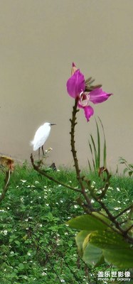 如此清孤裝休閑，
只為肚腸不饑鳴。
          