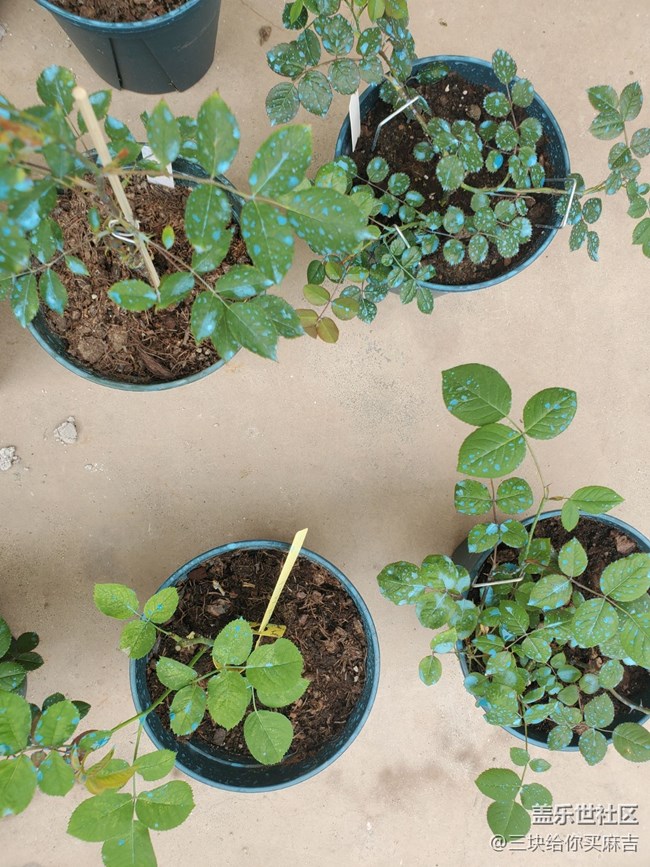 【嫩芽與春花】春天的嫩芽