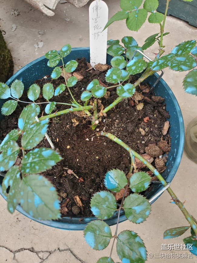 【嫩芽與春花】春天的嫩芽