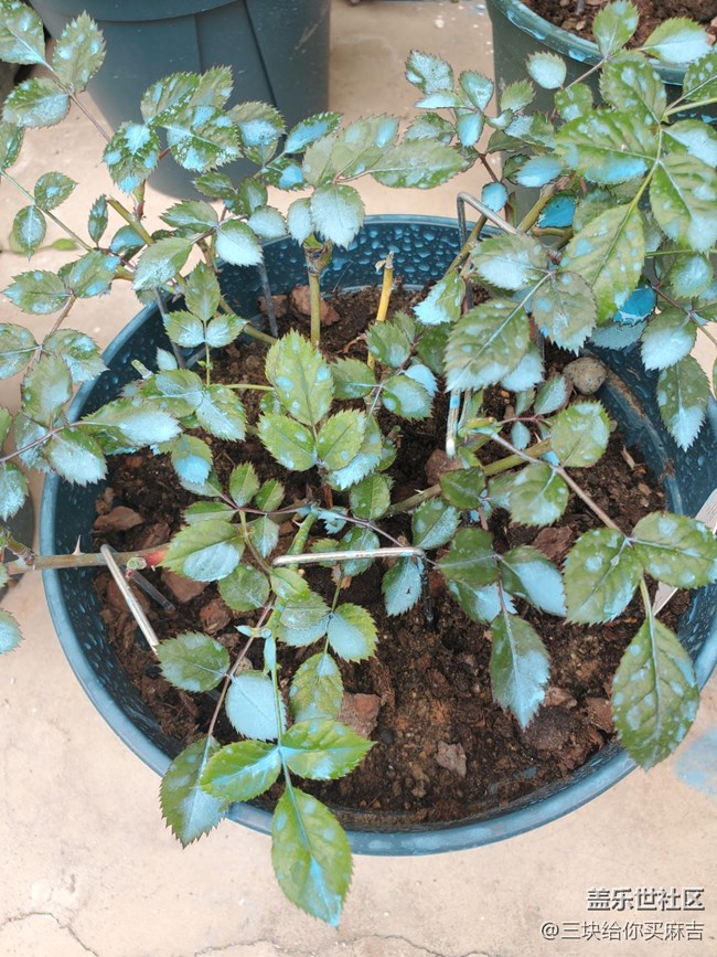 【嫩芽與春花】春天的嫩芽