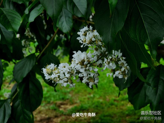 【嫩芽與春花】公園小景