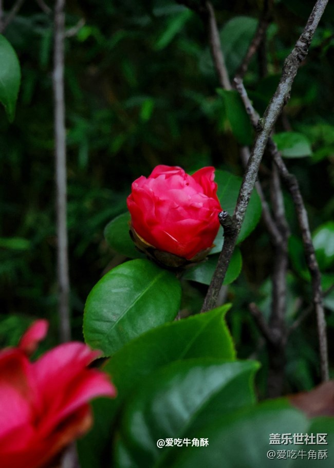 【嫩芽與春花】公園小景