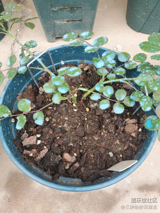 【嫩芽與春花】春天的嫩芽