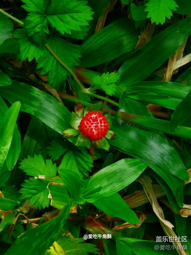 【嫩芽與春花】公園小景