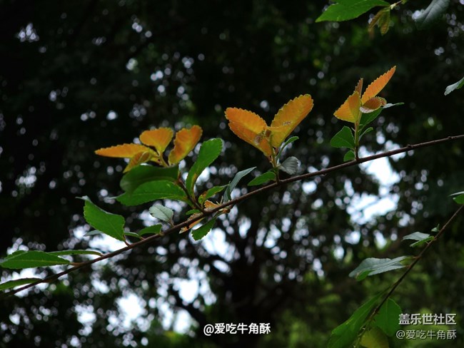 【嫩芽與春花】公園小景