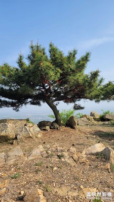 登高望遠