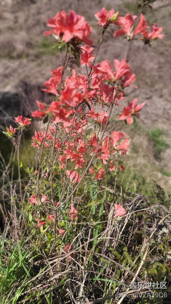 【初夏味道】將近夏天
