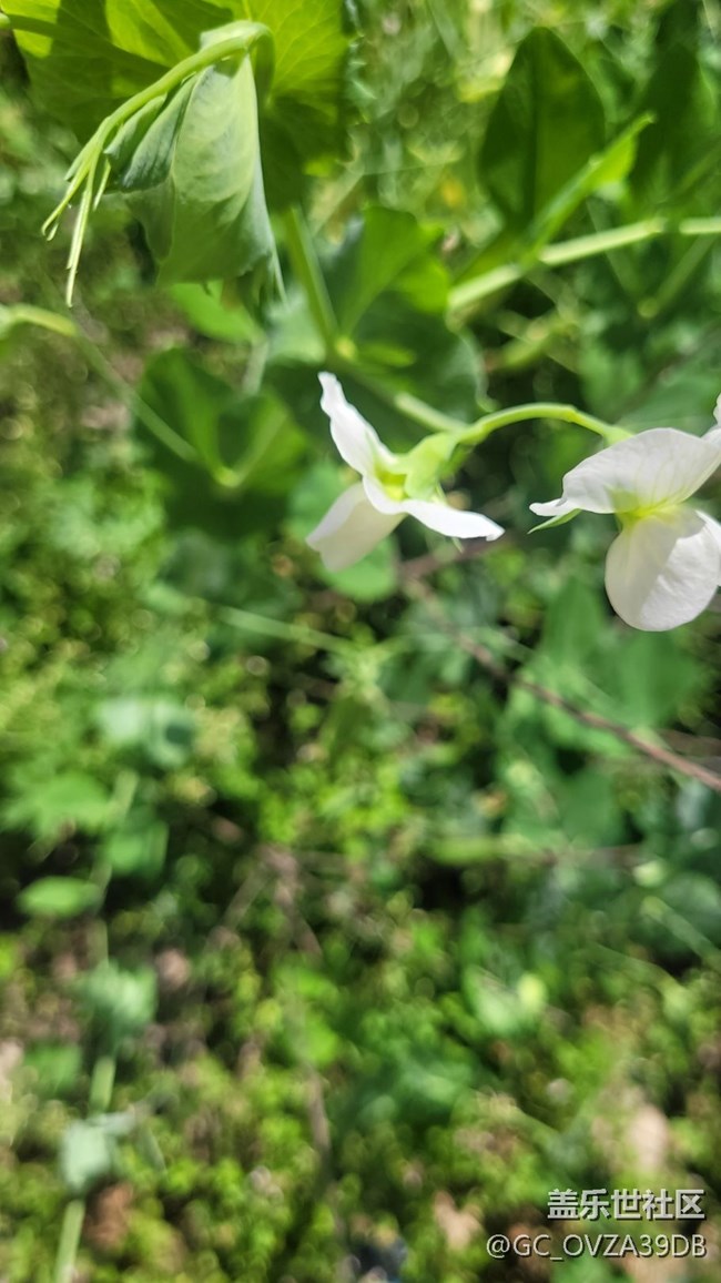【初夏味道】將近夏天