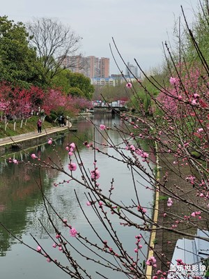 【相約春天】河畔花
