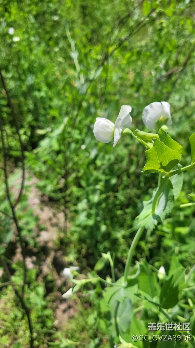 【初夏味道】將近夏天