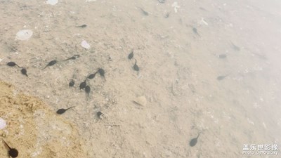 隨手拍