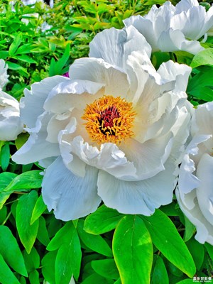 白牡丹
