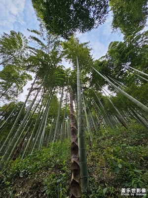 藍天 白云 青竹