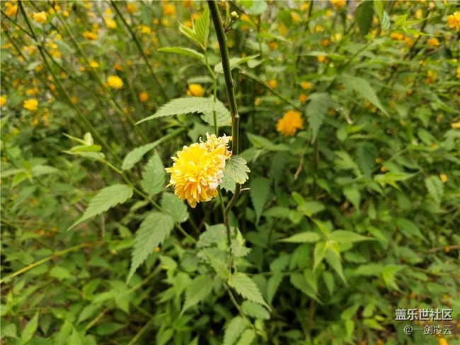 【最美四月天】北京的春天