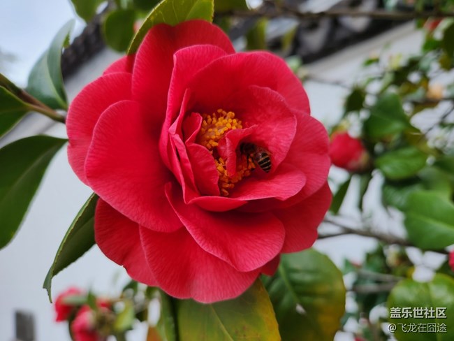 #路過(guò)風(fēng)景線——茶花