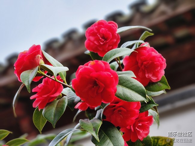 #路過(guò)風(fēng)景線——茶花